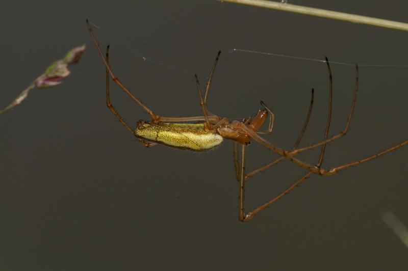 Tetragnatha_extensa_D5083_Z_89_Canal du Nivernais_Frankrijk.jpg